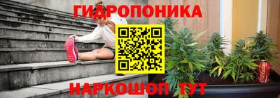 шишки Лесосибирск