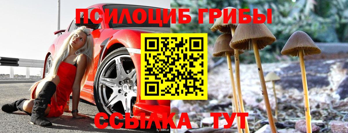 Энгельс  Псилоцибиновые грибы Cubensis  наркота  Вход с VPN  Галлюциногенные грибы Psilocybine cubensis 